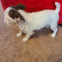 Fuzzy, a female Rat Terrier and Poodle - Toy  for sale in Stryker, OH – Photo 2 of 6