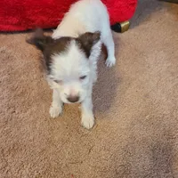 Fuzzy, a female Rat Terrier and Poodle - Toy  for sale in Stryker, OH – Photo 1 of 6