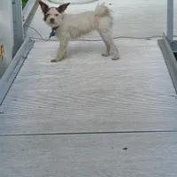 Fuzzy, a female Rat Terrier and Poodle - Toy  for sale in Stryker, OH – Photo 5 of 6