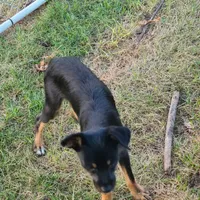 Tipper, a male Rat Terrier and Standard Schnauzer for sale in Stryker, OH – Photo 4 of 4