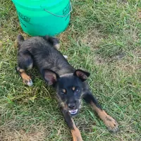 Tipper, a male Rat Terrier and Standard Schnauzer for sale in Stryker, OH – Photo 3 of 4