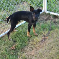 Tipper, a male Rat Terrier and Standard Schnauzer for sale in Stryker, OH – Photo 1 of 4