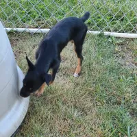 Tipper, a male Rat Terrier and Standard Schnauzer for sale in Stryker, OH – Photo 2 of 4