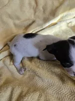 His name is Jim. He is small , a male Chihuahua and Poodle - Miniature  for sale in Stryker, OH – 1 of 5