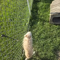 Her name is meme, a female Chihuahua for sale in Stryker, OH – Photo 3 of 3