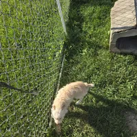 Her name is meme, a female Chihuahua for sale in Stryker, OH – Photo 1 of 3