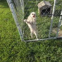 Her name is meme, a female Chihuahua for sale in Stryker, OH – Photo 2 of 3