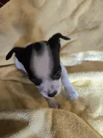 His name is Jim. He is small , a male Chihuahua and Poodle - Miniature  for sale in Stryker, OH – 2 of 5