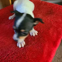 Mystery, a female Rat Terrier for sale in Stryker, OH – Photo 2 of 4