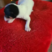 Mystery, a female Rat Terrier for sale in Stryker, OH – Photo 4 of 4