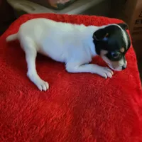 Mystery, a female Rat Terrier for sale in Stryker, OH – Photo 1 of 4