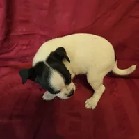 His name is Blaze, a male Rat Terrier and Poodle - Toy  for sale in Stryker, OH – Photo 4 of 5