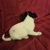 His name is Blaze, a male Rat Terrier and Poodle - Toy  for sale in Stryker, OH – Photo 5 of 5