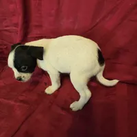 His name is Blaze, a male Rat Terrier and Poodle - Toy  for sale in Stryker, OH – Photo 2 of 5