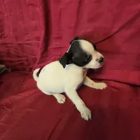 His name is Blaze, a male Rat Terrier and Poodle - Toy  for sale in Stryker, OH – Photo 3 of 5