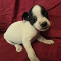 His name is Blaze, a male Rat Terrier and Poodle - Toy  for sale in Stryker, OH – Photo 1 of 5