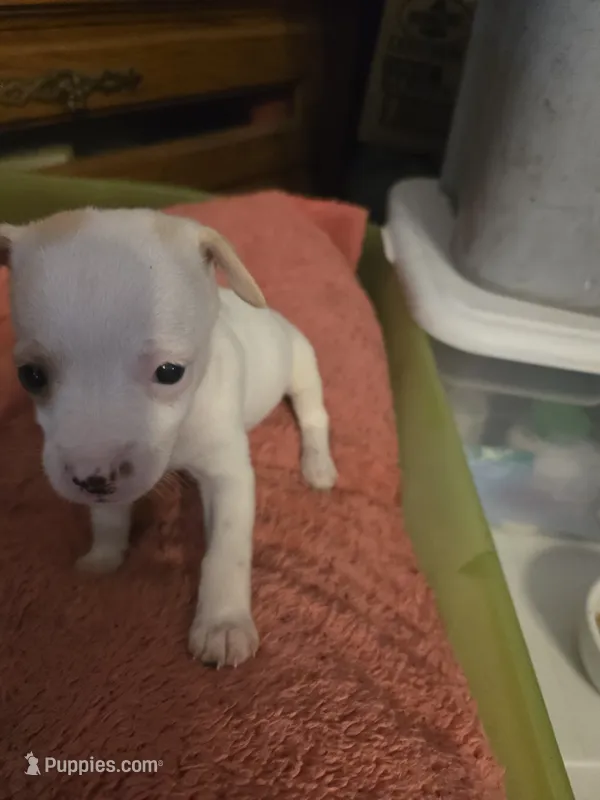 His name is Chip – Chihuahua, Poodle - Miniature  puppy for sale in Stryker, OH