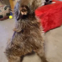 His name is Red, a male Rat Terrier and Chihuahua for sale in Stryker, OH – Photo 3 of 4