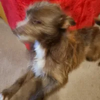 His name is Red, a male Rat Terrier and Chihuahua for sale in Stryker, OH – Photo 4 of 4