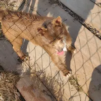His name is Red, a male Rat Terrier and Chihuahua for sale in Stryker, OH – Photo 1 of 4