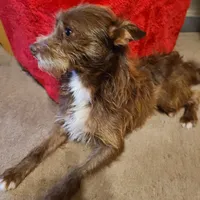 His name is Red, a male Rat Terrier and Chihuahua for sale in Stryker, OH – Photo 2 of 4