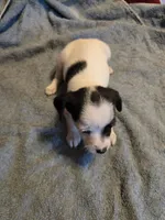Her name is Eva, a female Chihuahua and Poodle - Multi-Colored Standard for sale in Stryker, OH – 3 of 6