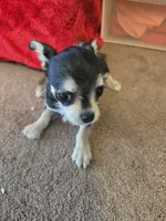 His name is shadow. , a male Chihuahua and Poodle - Miniature  for sale in Stryker, OH – 3 of 4