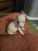 His name is Chip, a male Chihuahua and Poodle - Miniature  for sale in Stryker, OH – 3 of 5
