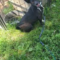 His name is Lady, a female Rat Terrier for sale in Stryker, OH – Photo 3 of 4