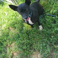 His name is Lady, a female Rat Terrier for sale in Stryker, OH – Photo 1 of 4