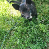 His name is Lady, a female Rat Terrier for sale in Stryker, OH – Photo 2 of 4