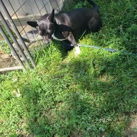 His name is Lady, a female Rat Terrier for sale in Stryker, OH – Photo 4 of 4