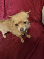 Name is Molly , a female Chihuahua and Poodle - Miniature  for sale in Stryker, OH – Photo 3 of 5