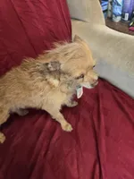 Name is Molly , a female Chihuahua and Poodle - Miniature  for sale in Stryker, OH – Photo 2 of 5