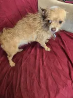 Name is Molly , a female Chihuahua and Poodle - Miniature  for sale in Stryker, OH – Photo 5 of 5