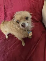 Name is Molly , a female Chihuahua and Poodle - Miniature  for sale in Stryker, OH – Photo 4 of 5