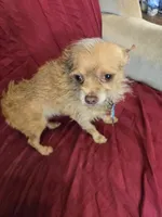 Name is Molly , a female Chihuahua and Poodle - Miniature  for sale in Stryker, OH – Photo 1 of 5