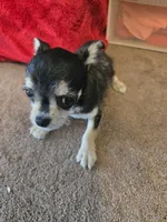 His name is shadow. , a male Chihuahua and Poodle - Miniature  for sale in Stryker, OH – 4 of 4