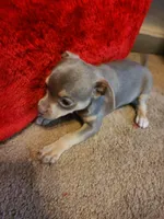 She name is Sterling., a female Rat Terrier and Chihuahua for sale in Stryker, OH – Photo 5 of 6