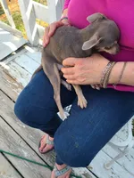 She name is Sterling., a female Rat Terrier and Chihuahua for sale in Stryker, OH – Photo 6 of 6
