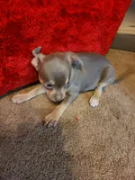 She name is Sterling., a female Rat Terrier and Chihuahua for sale in Stryker, OH – Photo 2 of 6