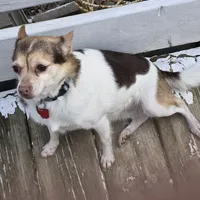 Lassie, a female Chihuahua for sale in Stryker, OH – Photo 1 of 3