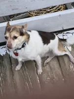 Lassie, a female Chihuahua for sale in Stryker, OH – Photo 1 of 3