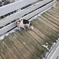 Lassie, a female Chihuahua for sale in Stryker, OH – Photo 2 of 3