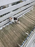 Lassie, a female Chihuahua for sale in Stryker, OH – Photo 2 of 3