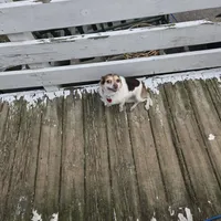 Lassie, a female Chihuahua for sale in Stryker, OH – Photo 3 of 3