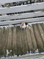 Lassie, a female Chihuahua for sale in Stryker, OH – Photo 3 of 3