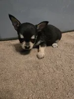 His name is shadow. , a male Chihuahua and Poodle - Miniature  for sale in Stryker, OH – 1 of 2