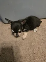 His name is shadow. , a male Chihuahua and Poodle - Miniature  for sale in Stryker, OH – 2 of 2