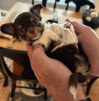 Brownie - AKC Long Haired Chi, a male Chihuahua for sale in Douglas, MI – 2 of 10